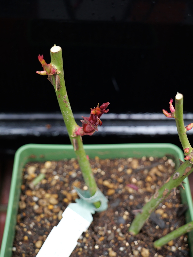 2025-03-19 12_13№(0018).JPG
