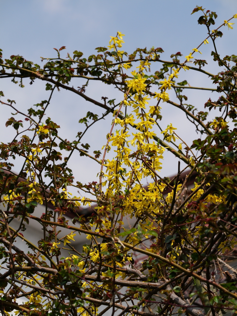 2025-03-24 11_25№(0151).JPG