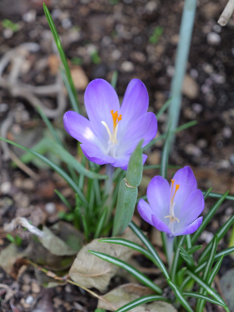2025-03-24 11_32№(0327).JPG