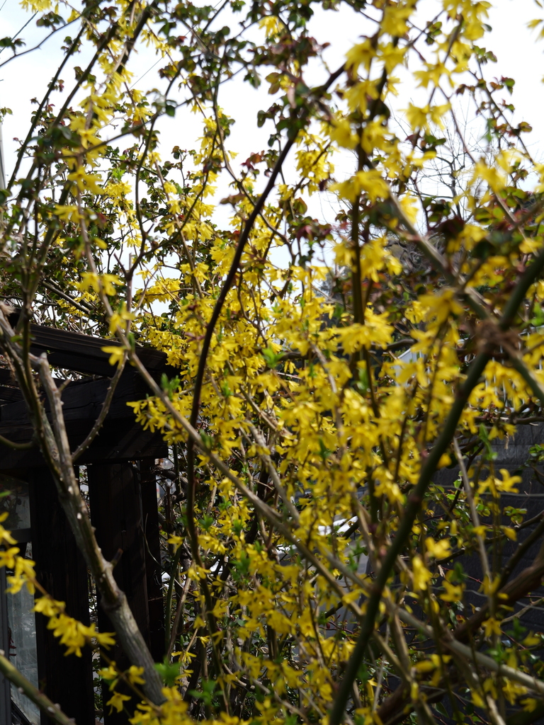 2025-03-25 14_15№(0071).JPG