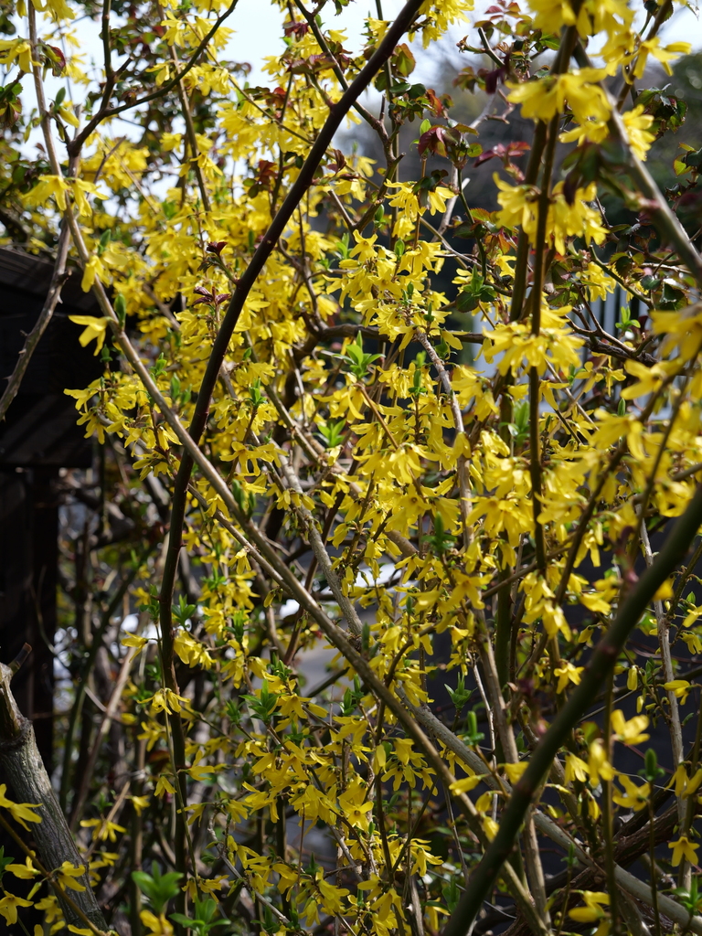 2025-03-25 14_15№(0074).JPG