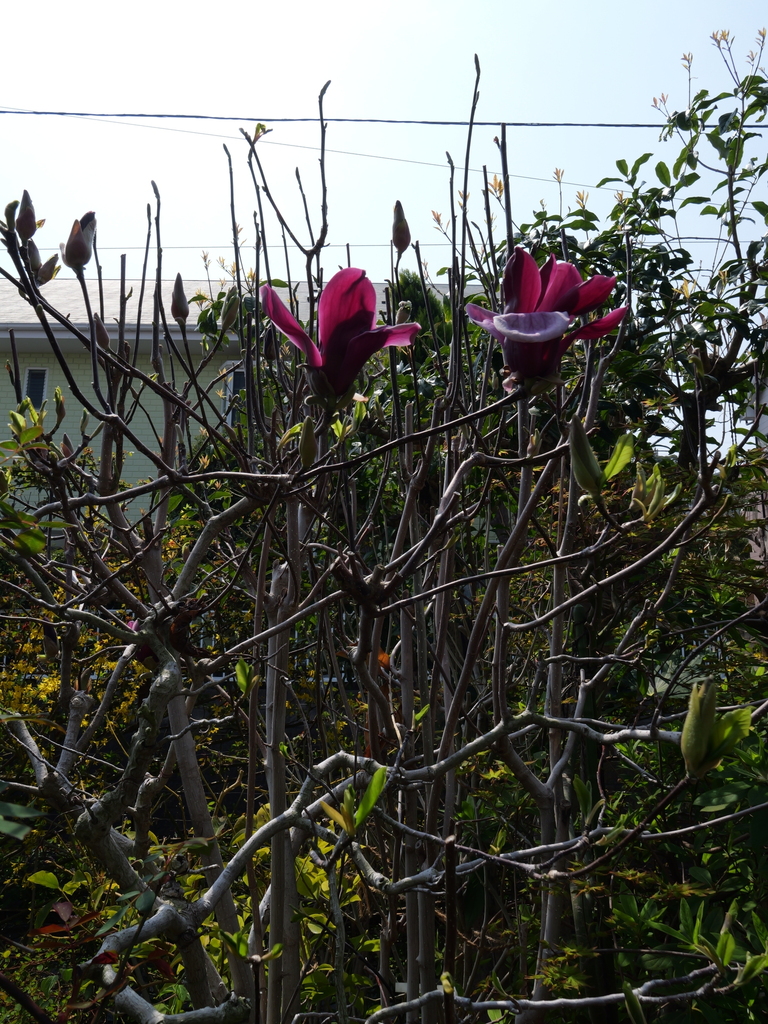 2025-03-27 12_24№(0029).JPG