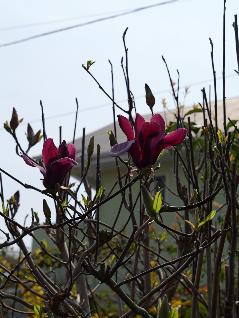 2025-03-27 12_37№(0125).JPG