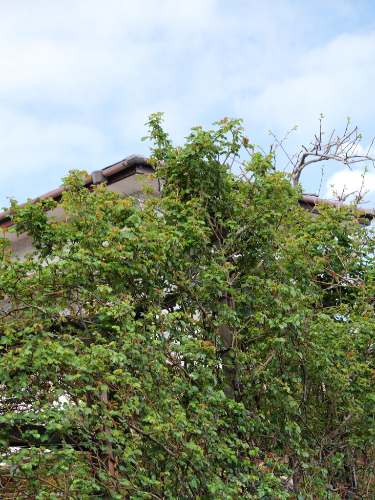 2025-03-28 12_05№(0189).JPG