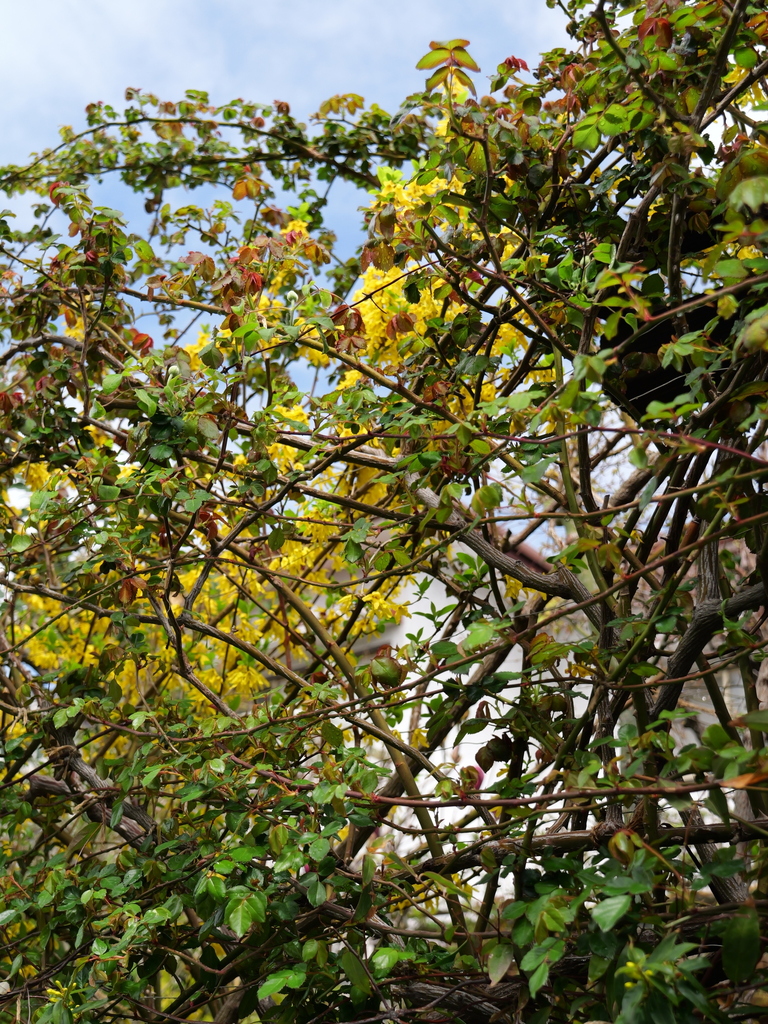 2025-03-28 12_06№(0201).JPG