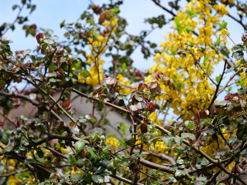 2025-03-28 12_06№(0203).JPG