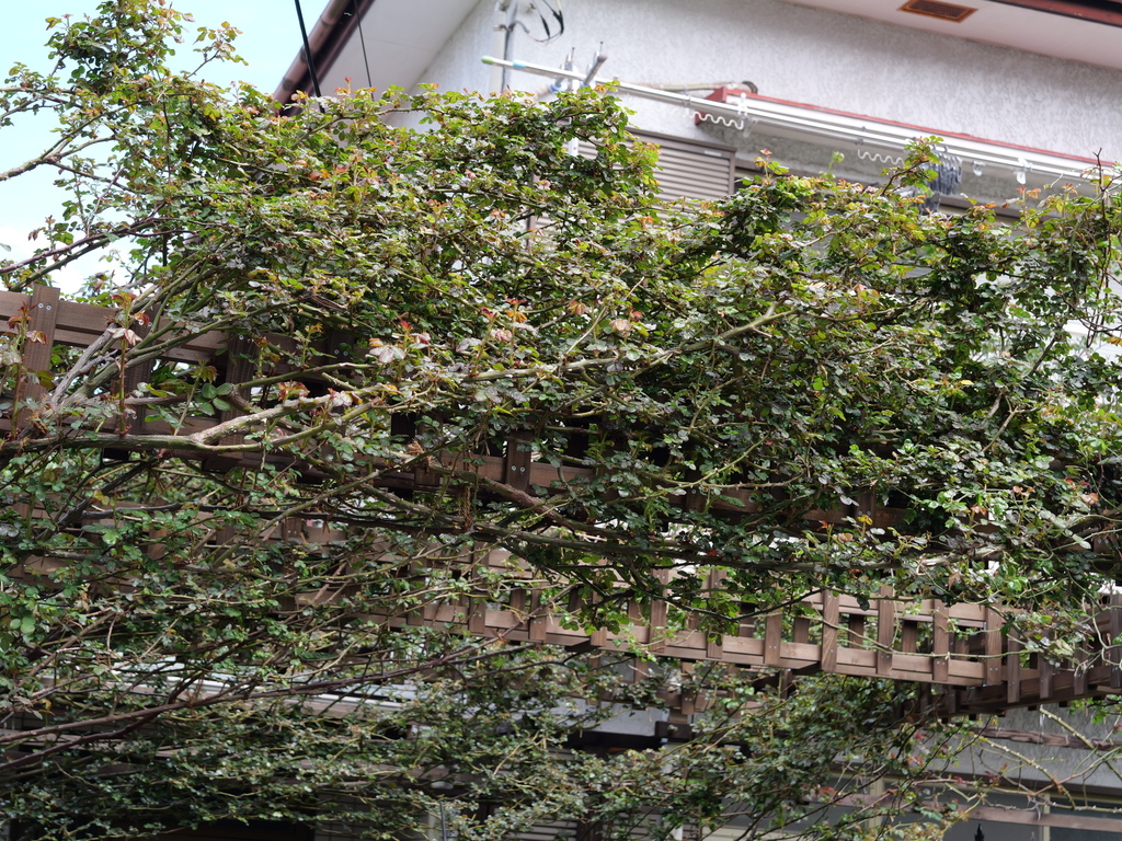 2025-03-28 12_07№(0230).JPG