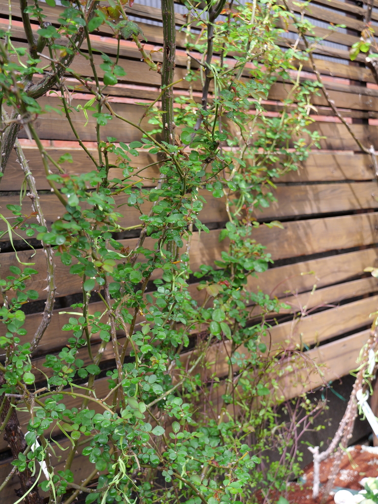 2025-03-28 12_08№(0240).JPG