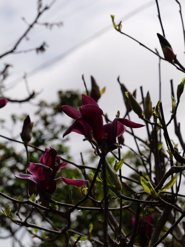 2025-03-28 12_10№(0323).JPG