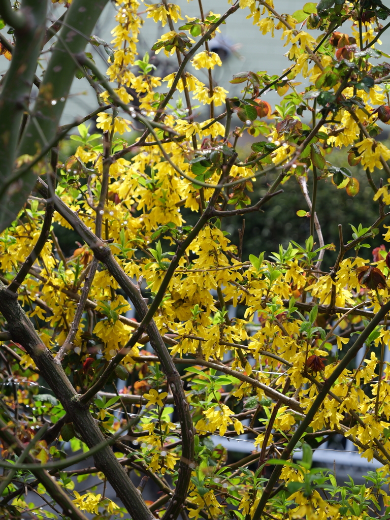 2025-03-28 12_11№(0336).JPG