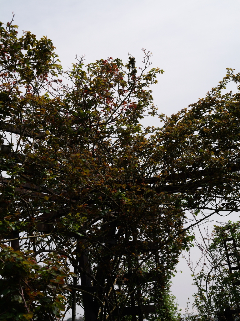 2025-03-30 11_32№(0236).JPG