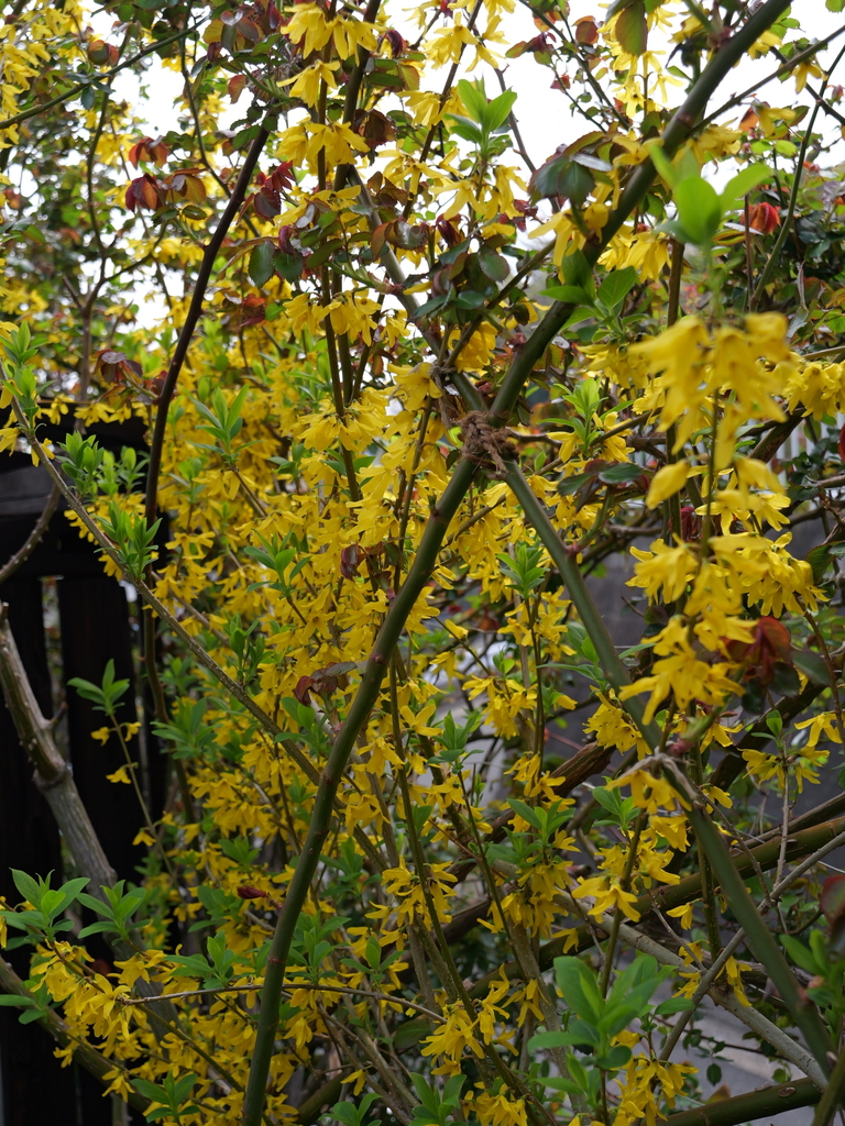 2025-03-30 11_33№(0252).JPG