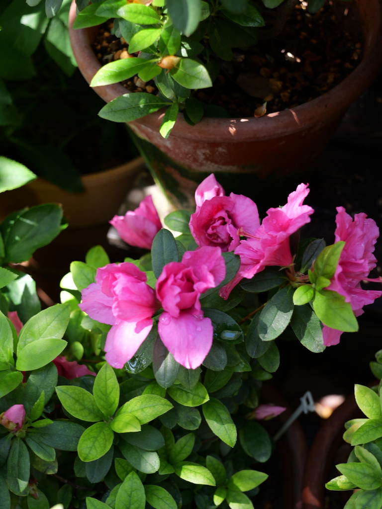 2025-04-04 12_24№(0185).JPG