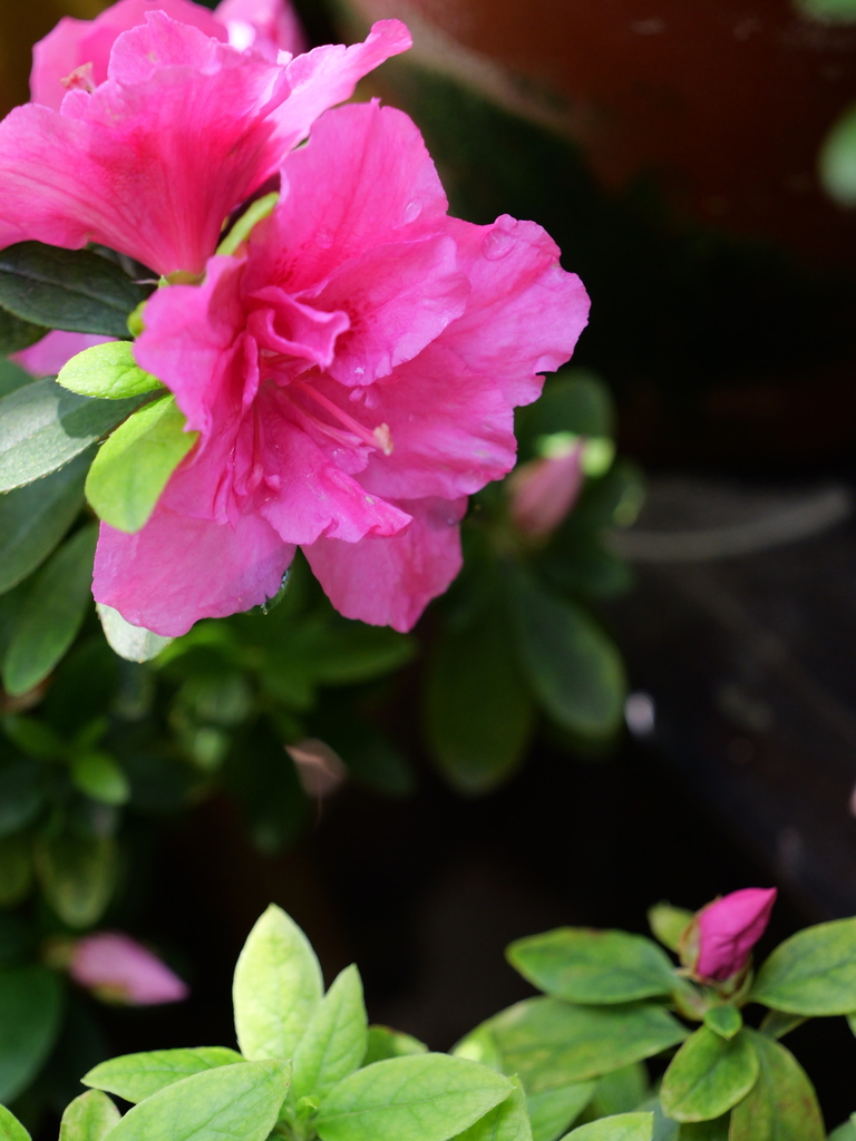 2025-04-04 12_24№(0186).JPG