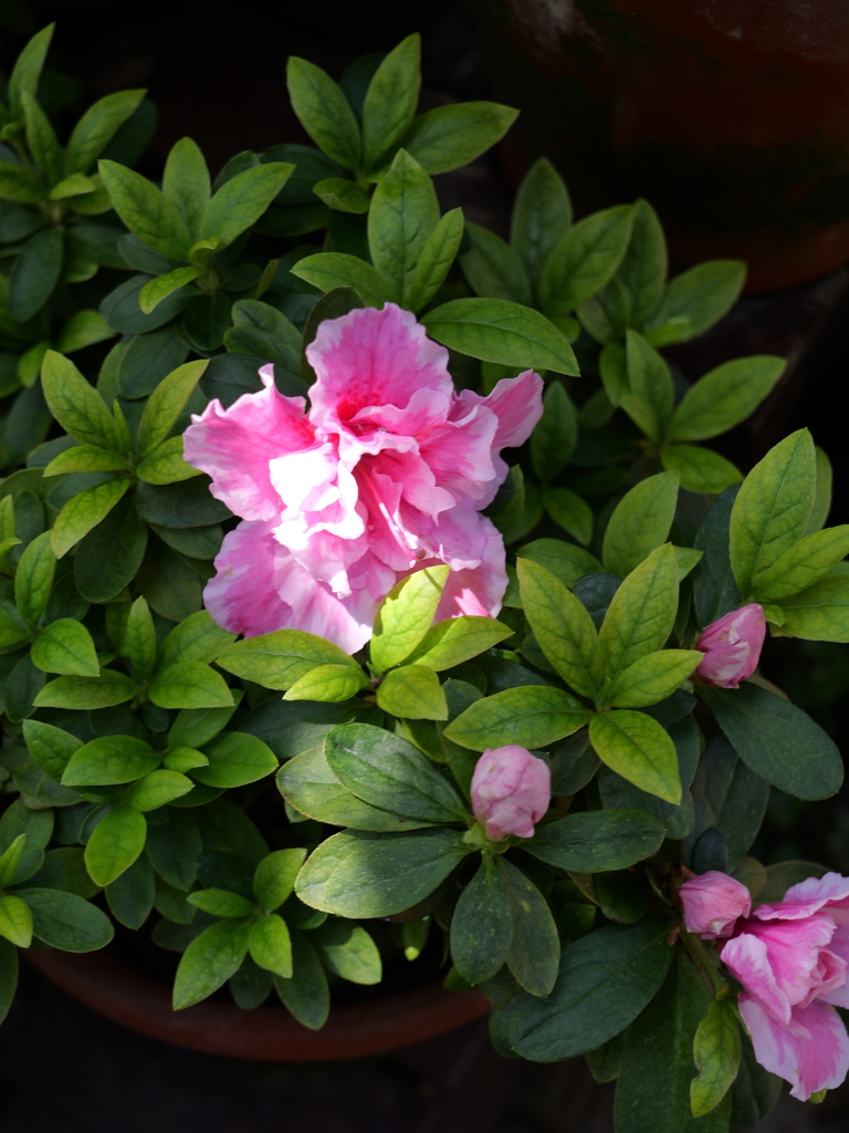 2025-04-04 12_24№(0187).JPG