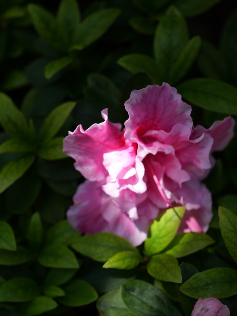 2025-04-04 12_24№(0188).JPG