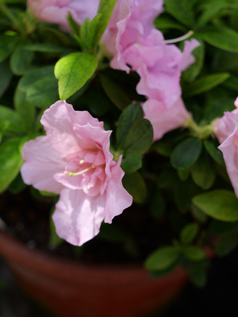 2025-04-04 12_24№(0190).JPG