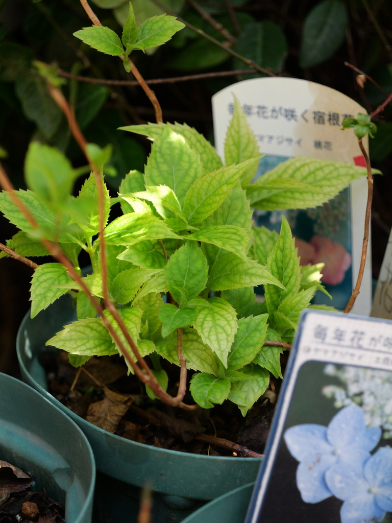 2025-04-04 12_25№(0207).JPG