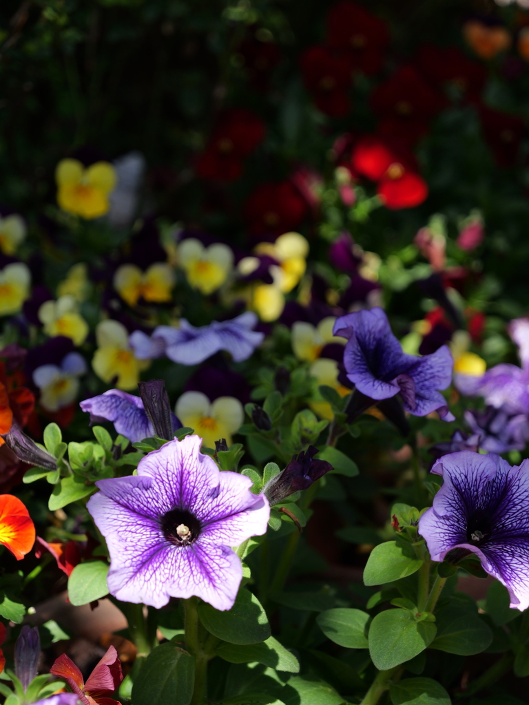 2025-04-04 12_25№(0223).JPG