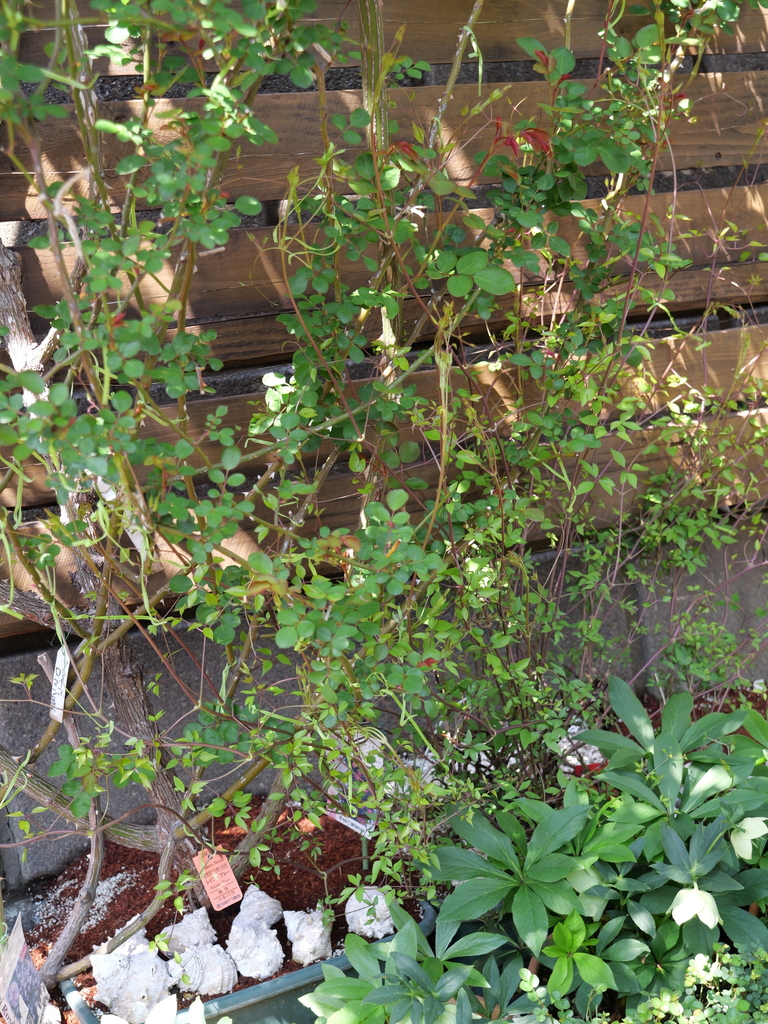2025-04-04 12_25№(0227).JPG