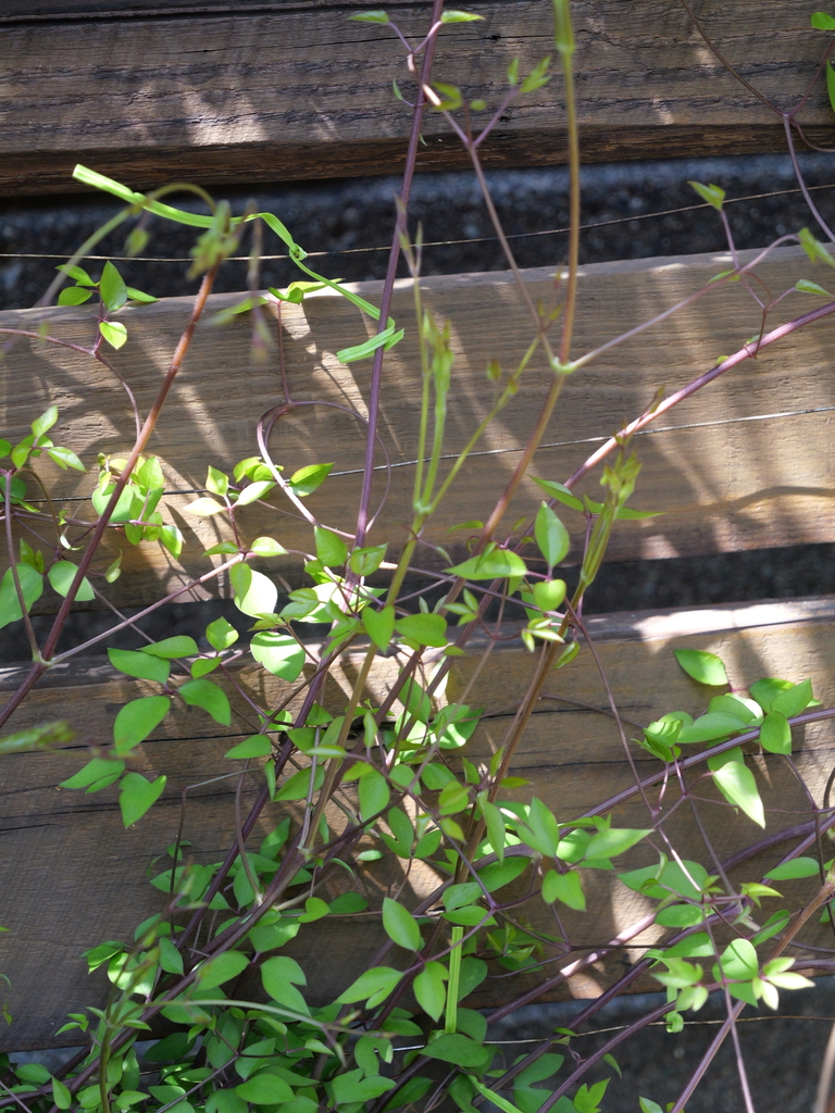 2025-04-04 12_25№(0229).JPG