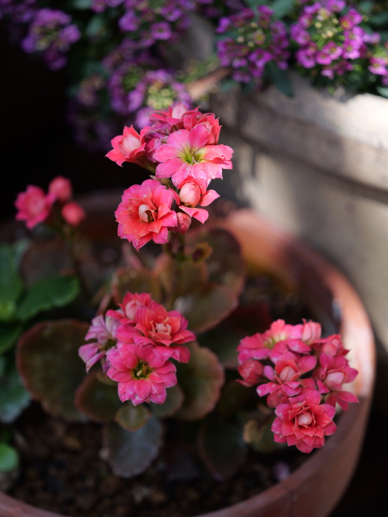 2025-04-04 12_26№(0233).JPG