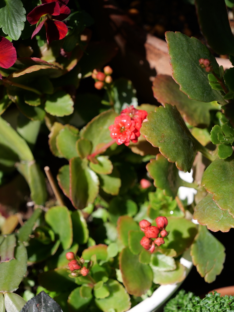 2025-04-04 12_26№(0240).JPG