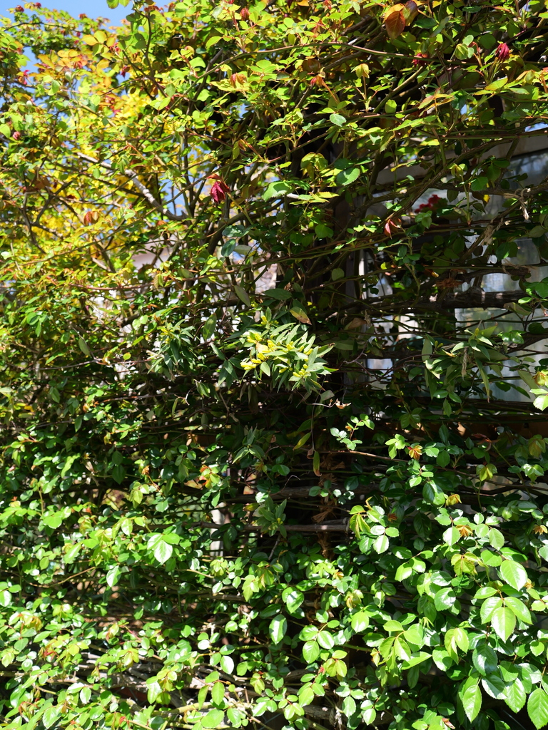 2025-04-04 12_28№(0271).JPG