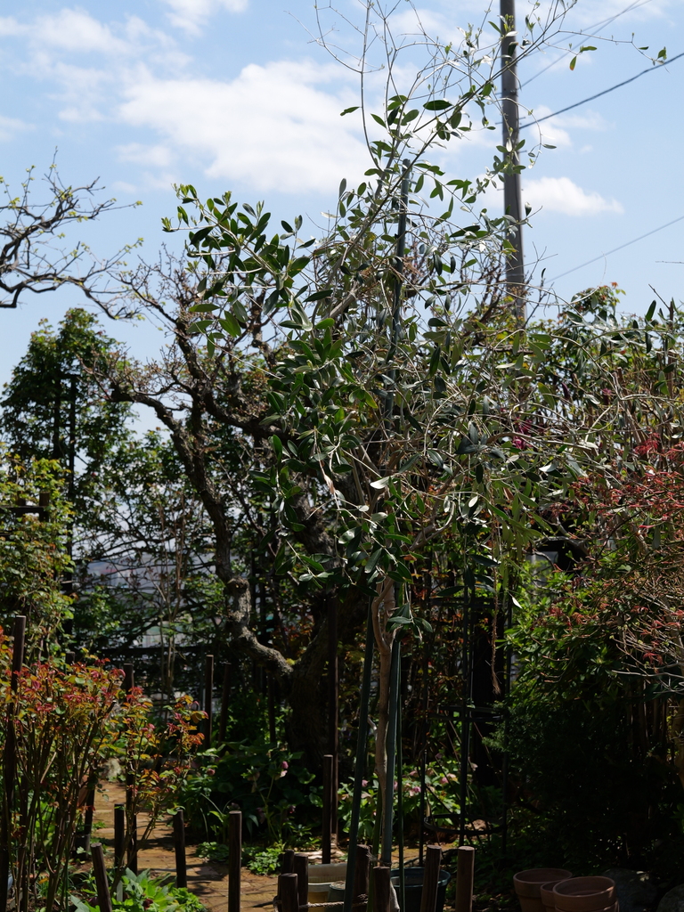 2025-04-04 12_29№(0294).JPG