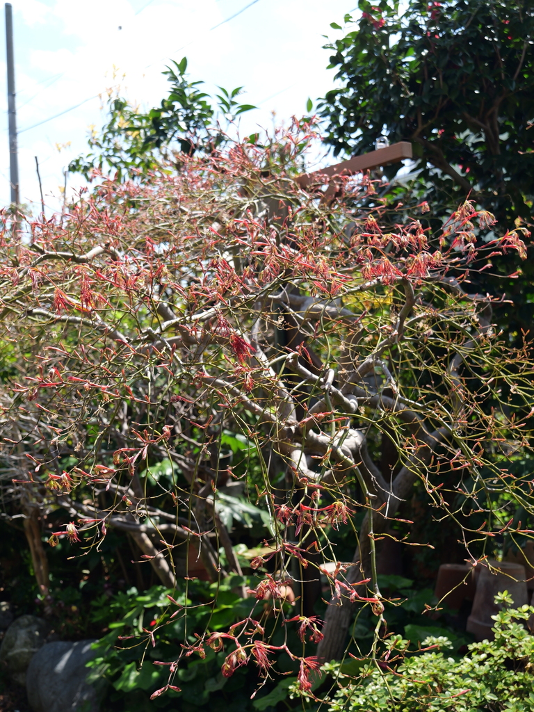 2025-04-04 12_29№(0297).JPG