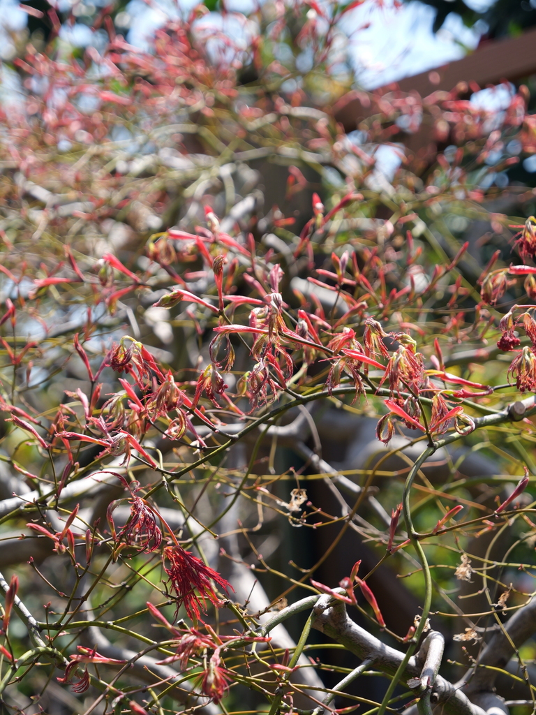 2025-04-04 12_29№(0298).JPG