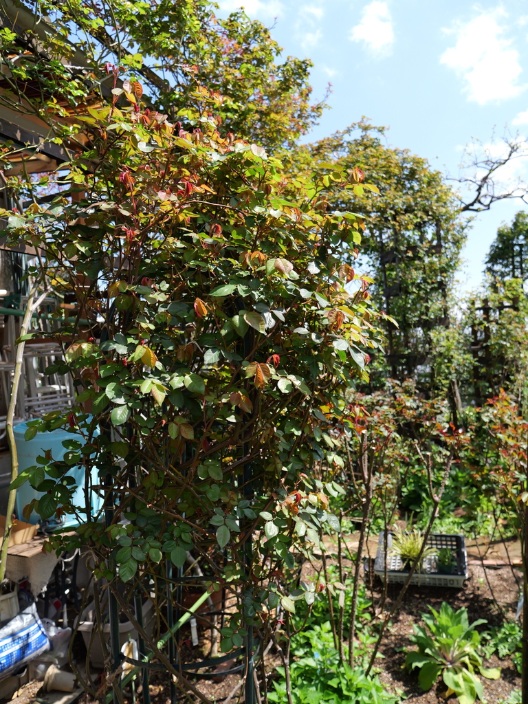 2025-04-04 12_30№(0336).JPG