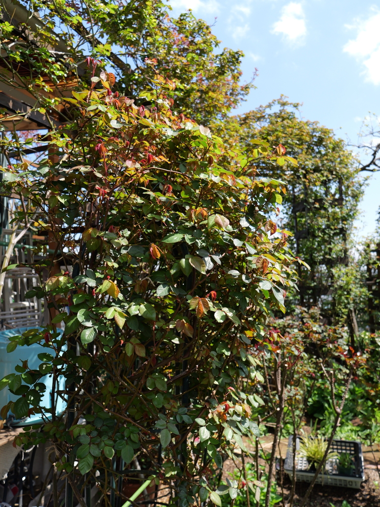2025-04-04 12_31№(0338).JPG