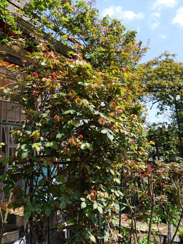 2025-04-04 12_31№(0339).JPG