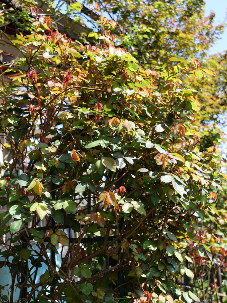 2025-04-04 12_31№(0340).JPG