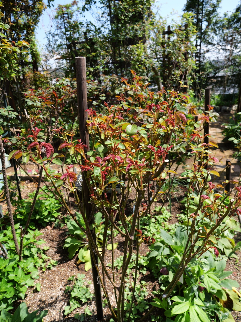 2025-04-04 12_31№(0343).JPG