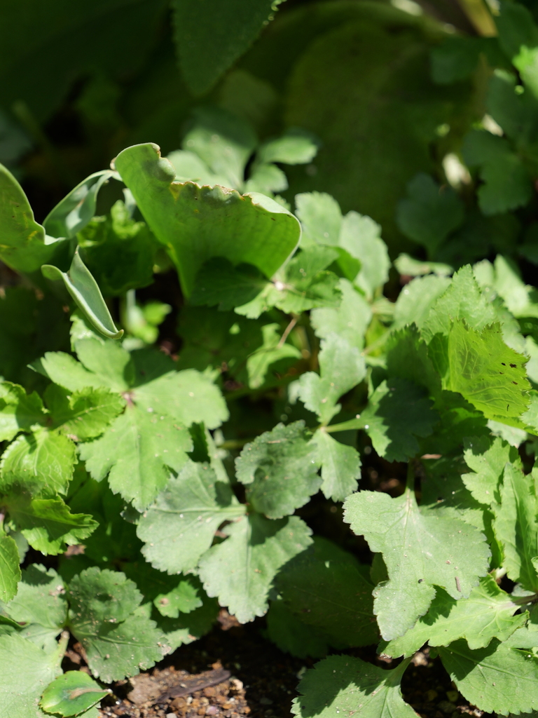 2025-04-04 12_31№(0348).JPG
