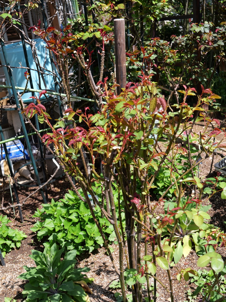 2025-04-04 12_31№(0351).JPG