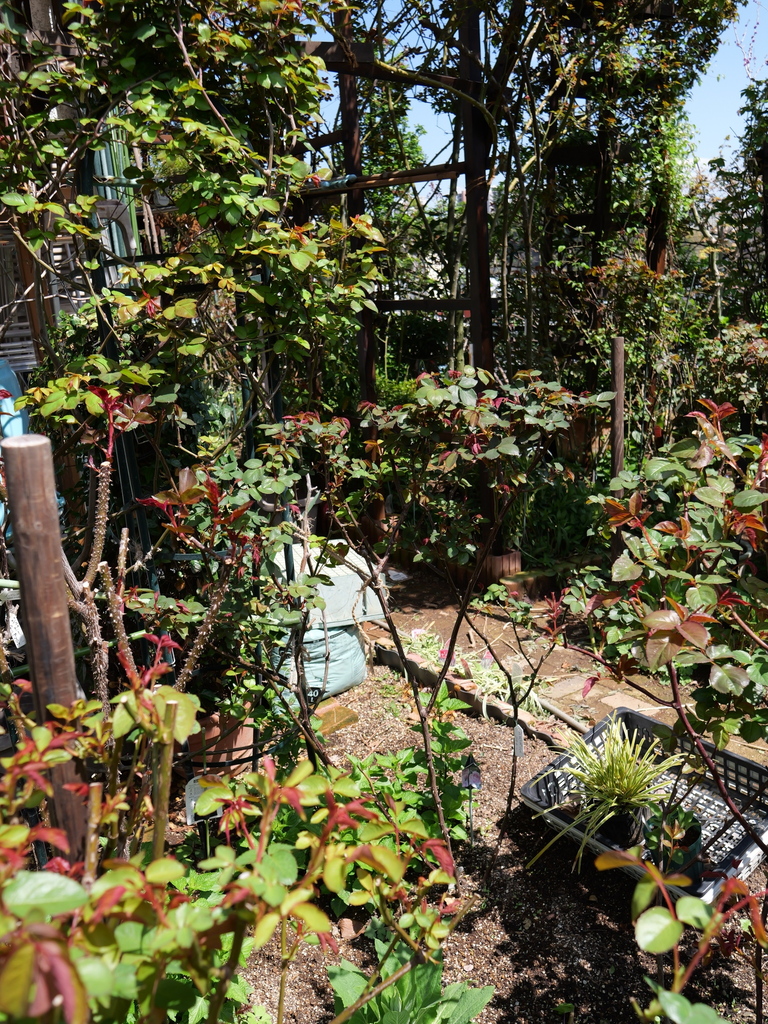 2025-04-04 12_31№(0356).JPG