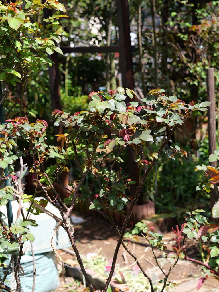 2025-04-04 12_31№(0357).JPG