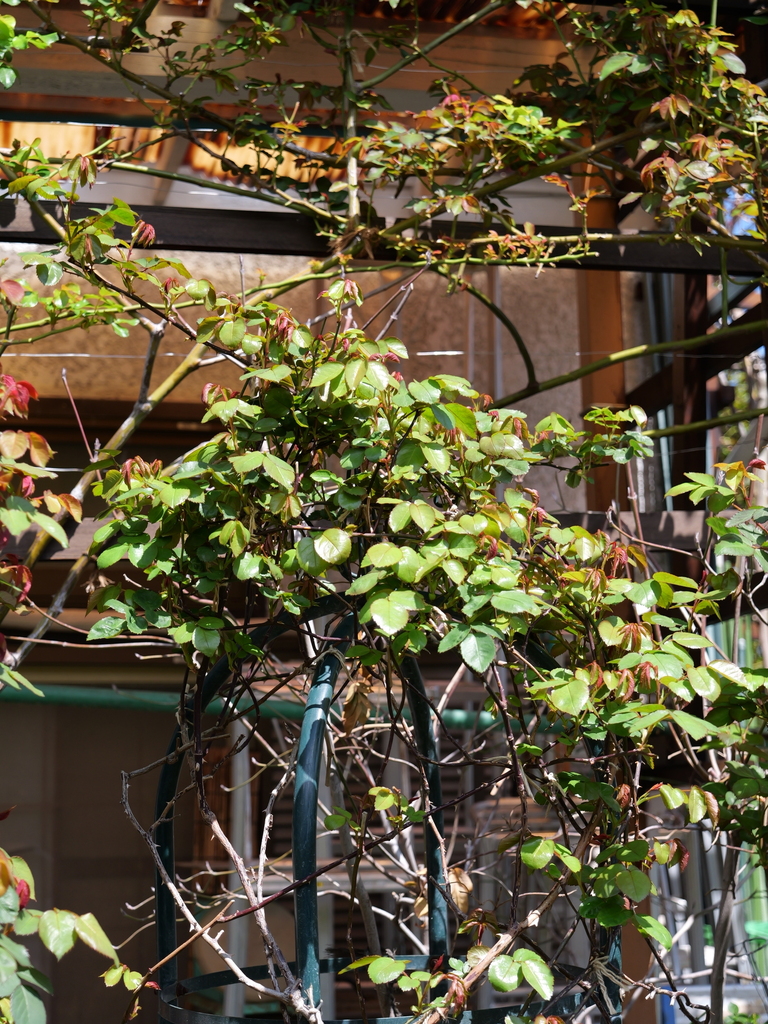 2025-04-04 12_31№(0364).JPG
