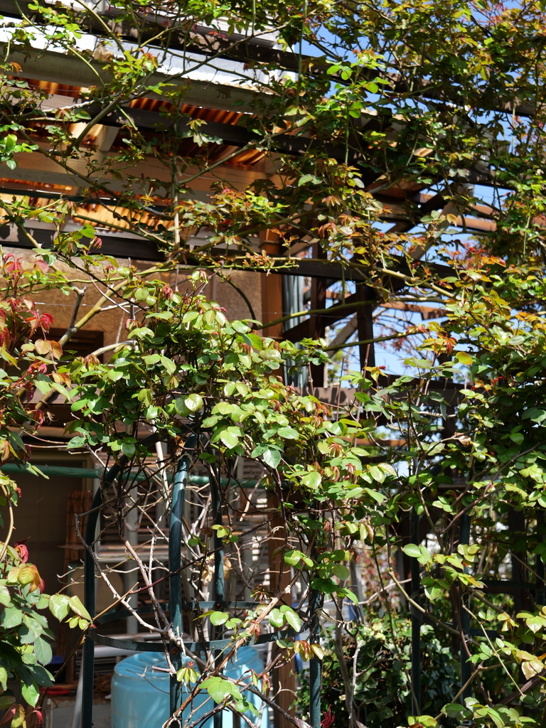 2025-04-04 12_31№(0365).JPG