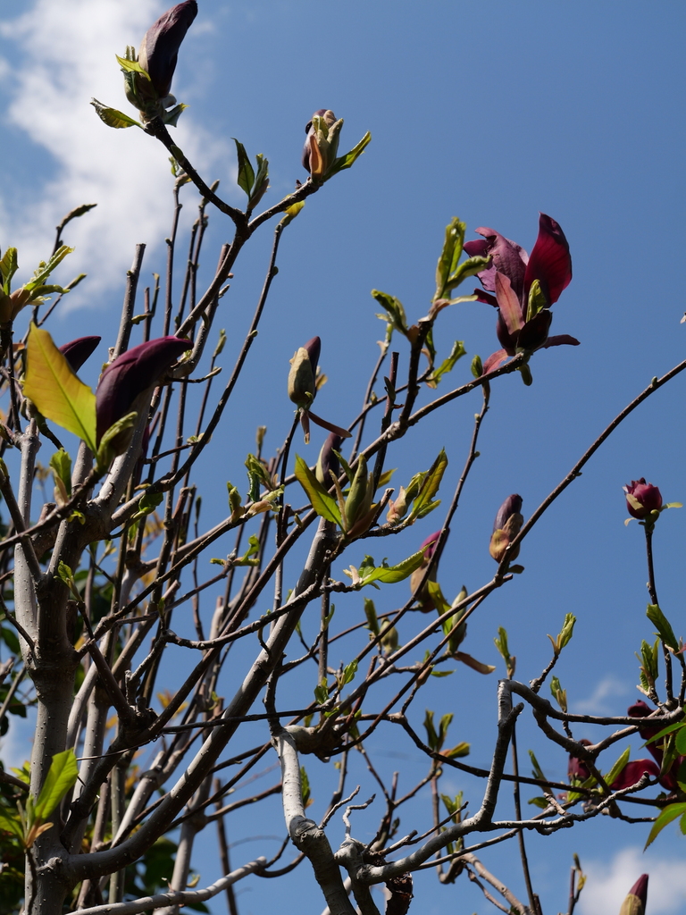 2025-04-04 12_32№(0377).JPG