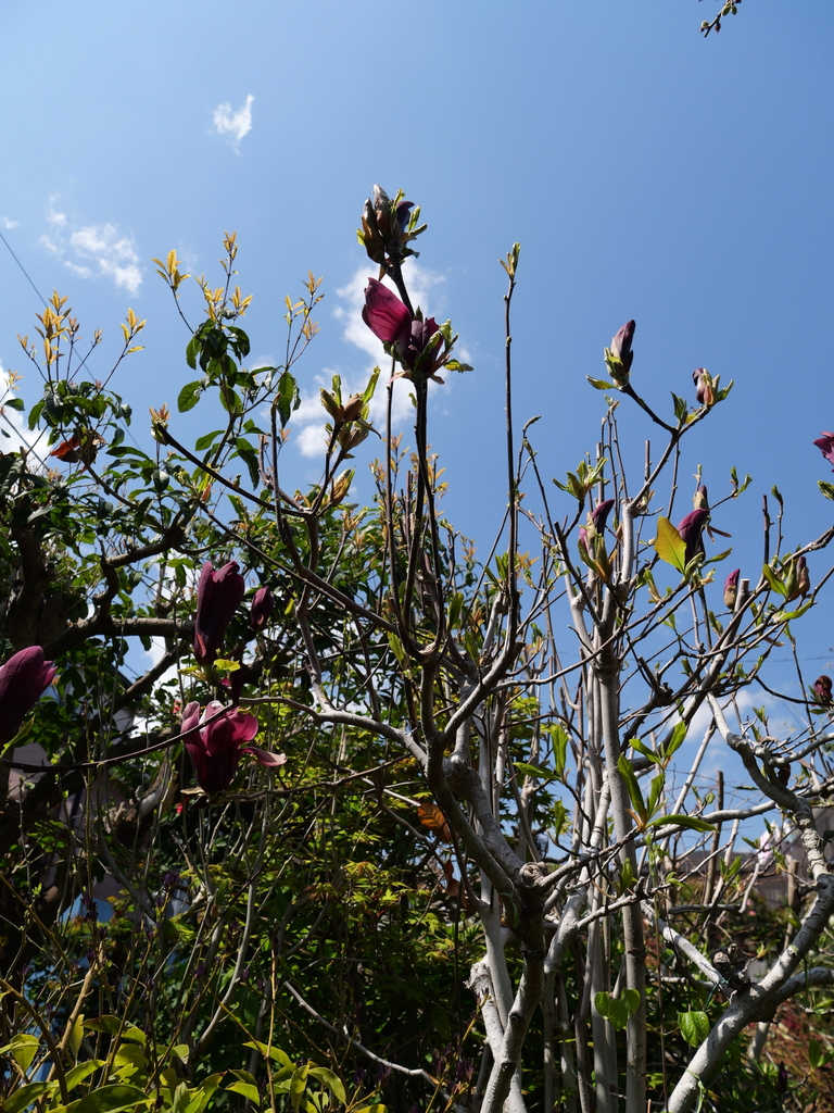 2025-04-04 12_32№(0379).JPG