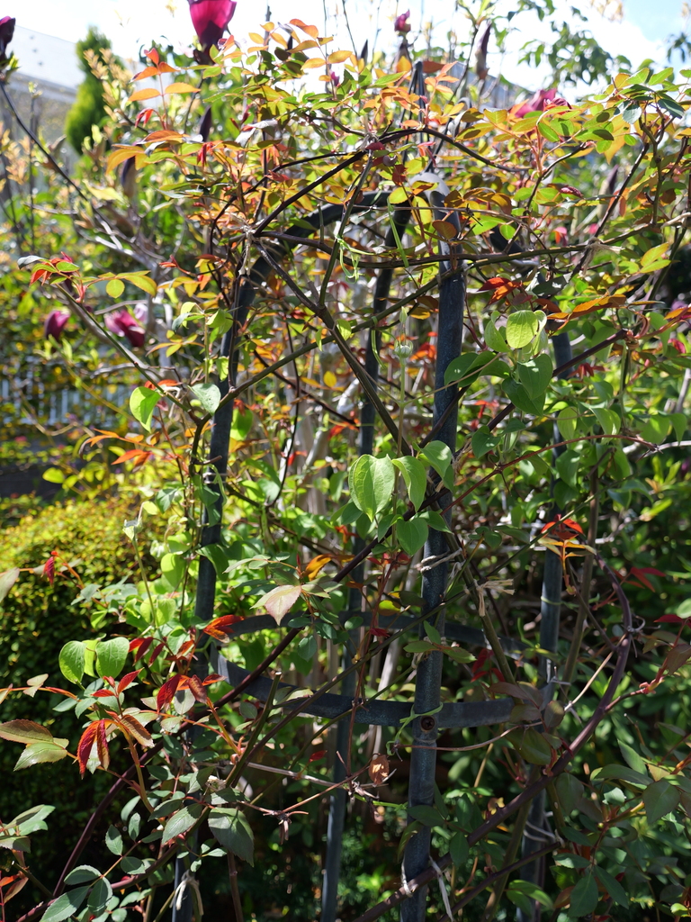 2025-04-04 12_32№(0384).JPG