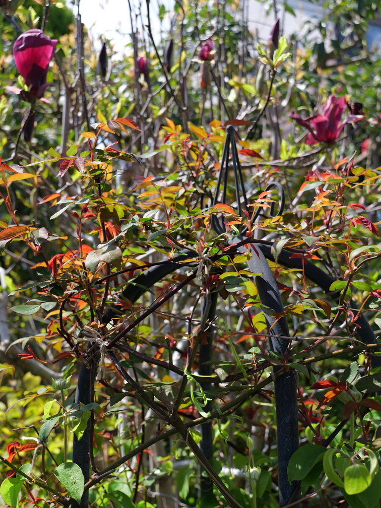 2025-04-04 12_32№(0386).JPG