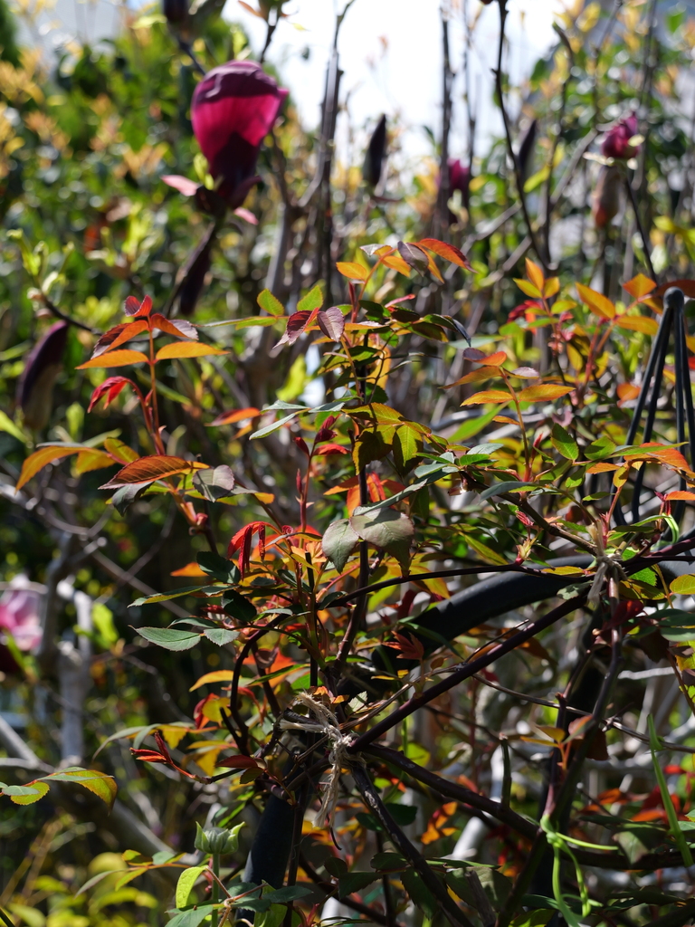 2025-04-04 12_32№(0387).JPG