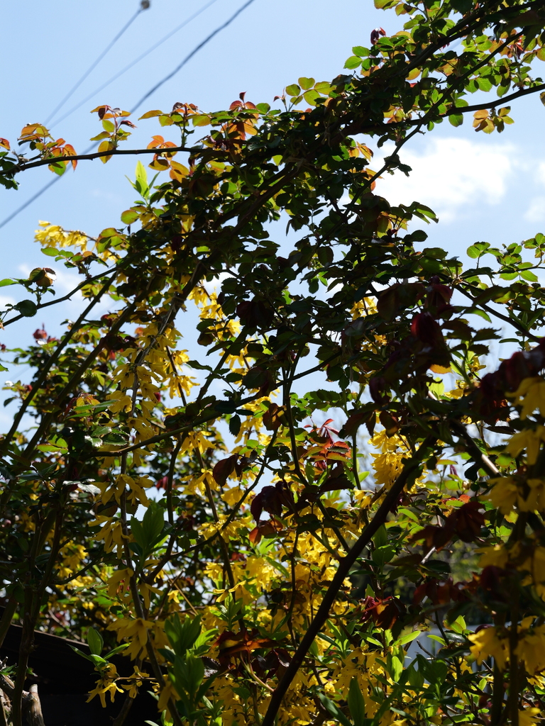 2025-04-04 12_32№(0394).JPG