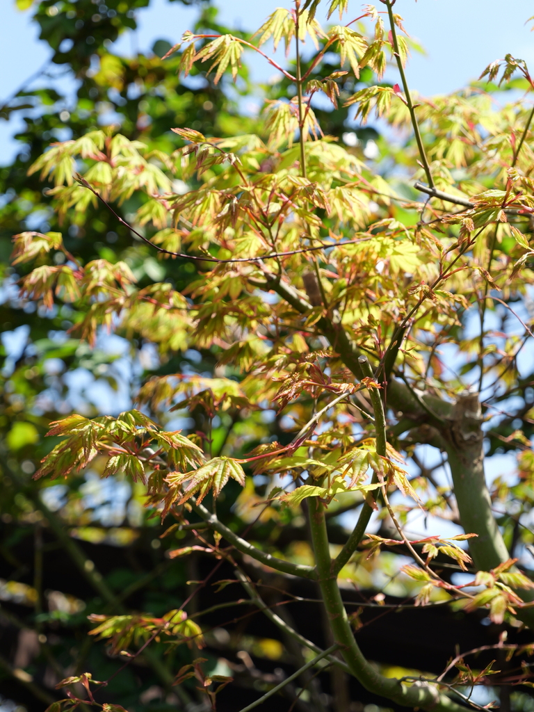 2025-04-04 12_32№(0400).JPG
