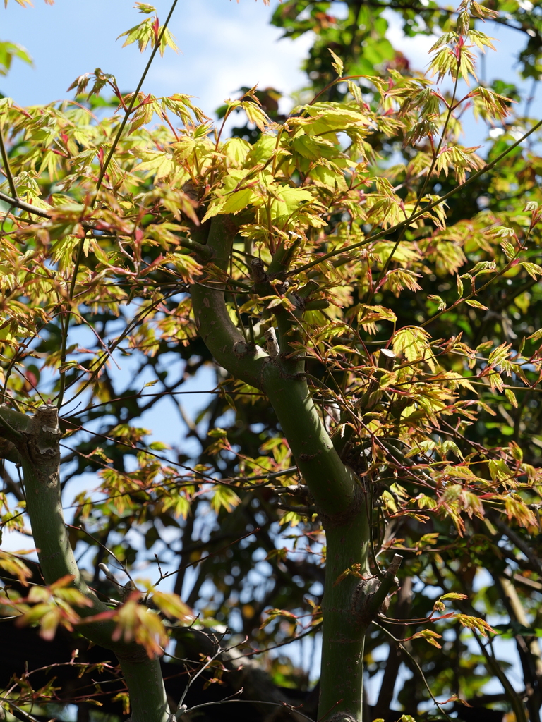 2025-04-04 12_32№(0401).JPG